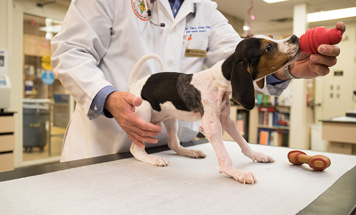 Milo puppy, casts removed