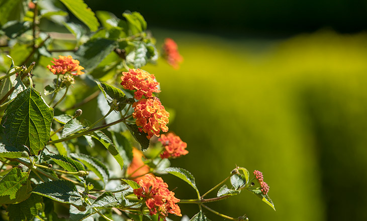 Formal gardens landscape