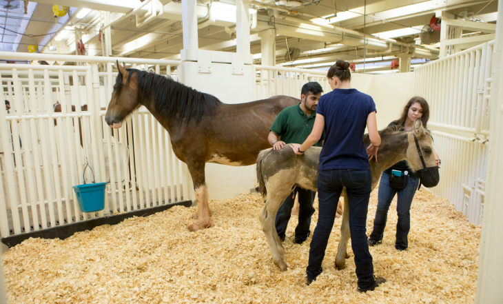 equine center