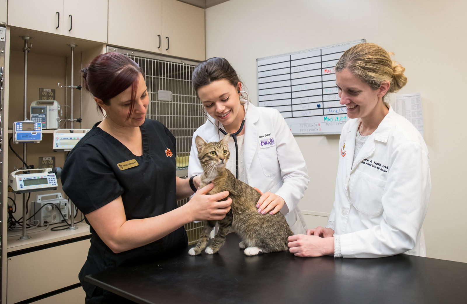 vet students with cat