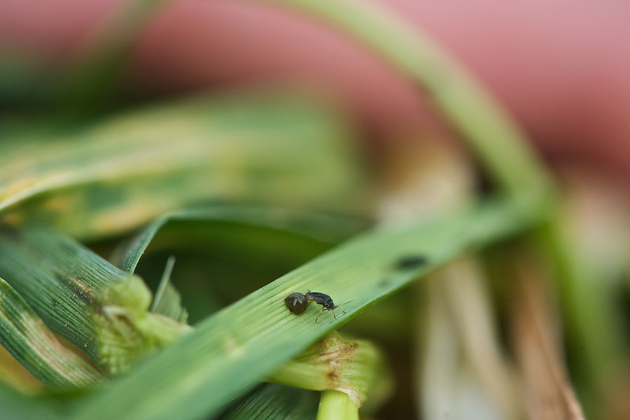 Insect on green grass.