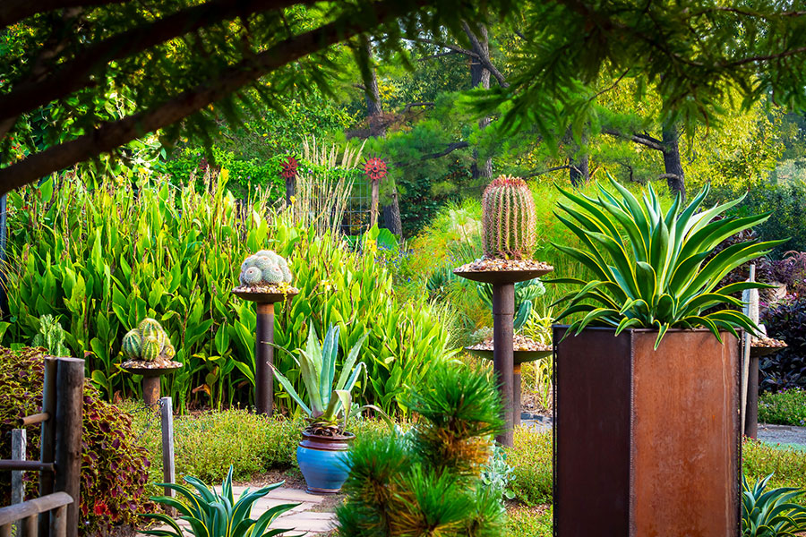plants in a botanical garden