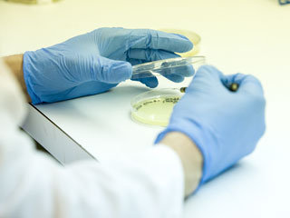 Student tests cutures in petri dish